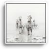 Society6 Camargue White Horses Running In Water – Nature Photography Canvas Print – Modern Wall Art by Eye Poetry Photography – Framed Canvas, Gallery-Quality Canvas with Fade-Resistant Ink, 20 X 20, Black(White)