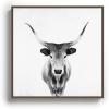 Society6 Wild Longhorn Cow Print – Black White Cow Portrait – Animal – Travel Photograpy Canvas Print – Modern Wall Art by Ingrid Beddoes Photography – Framed Canvas, Gallery-Quality Canvas with Fade-Resistant Ink, 30 X 30, Walnut